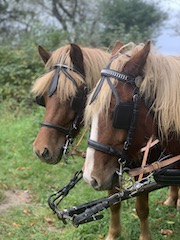 foto af 2 islander der er spændt for